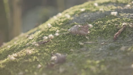 Close-Up-View-Of-The-Rock-Surface-With-Green-Moss-And-Leaves---slider-right
