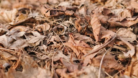 Dried-Falling-Leaves-On-A-Forest-During-Sunny-Autumn-Day