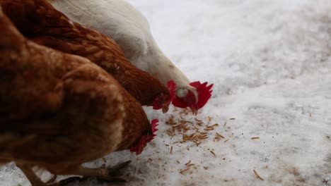 Chickens-Eating-In-A-Group-In-The-Winter-In-Slow-Motion