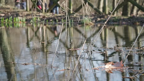 Dry-Reeds-On-The-Calm-Waters-Of-The-Pond-With-Reflection-On-The-Surface-While-Group-Of-People-Walk-In-The-Background---static-shot