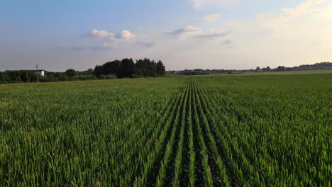 Luftbild,-Grüne-Reihen-Von-Maispflanzen-Auf-Einem-Großen-Landwirtschaftlichen-Feld-An-Sonnigen-Sommertagen,-Drohnenaufnahme
