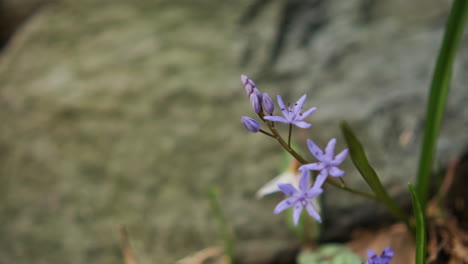 Seedling-In-The-Forest-With-Freshly-Blossomed-Purple-Flowers-During-Late-Winter---Close-up,-slider-right-shot