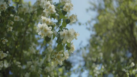 Weiße-Blumen-In-Einem-Park-An-Einem-Sonnigen-Tag