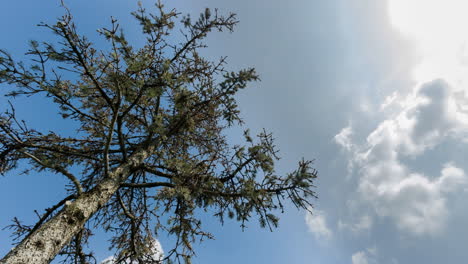 Static-View-Of-Pine-Plant-With-White-Clouds-And-Blue-Sky-In-A-Beautiful-Sunny-Day---timelapse,-low-angle-shot