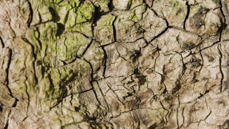 Bark-Of-An-Old-Olive-Tree-With-Walking-Insect,-Details-And-Cracks-On-The-Surface---close-up,-static-shot