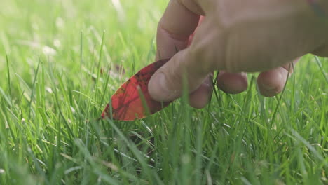 Man's-Hand-Picking-Up-A-Falling-Red-Photinia-Leaf-On-Garden-Lawn-During-Sunny-Day