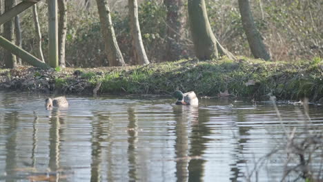 Pair-Of-Mallard-Ducks-Bathing-While-Splashing-And-Preening-In-A-Serene-Lake-During-Sunny-Spring-Day
