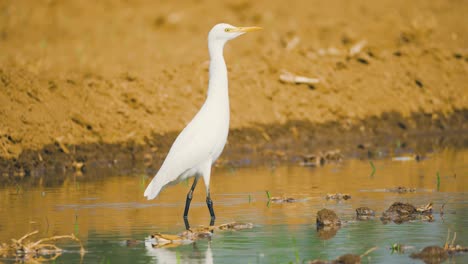 Egret-Standing-In-Watered-Field