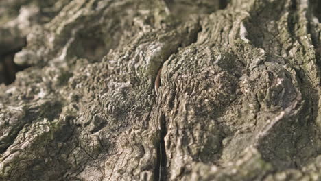 Stunning-Centenary-Olive-Tree-Trunk-Bark-With-Veins-And-Details-In-The-Sunshine-Of-A-Warm-Spring-Day---Extremely-close-up-slider-right-shot