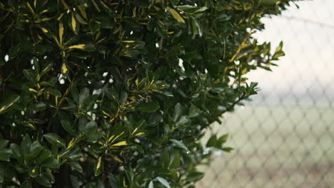 Euonymus-Japonicus-Plant-In-The-Backyard-With-Wire-Mesh-Fence-In-The-Morning-During-Winter