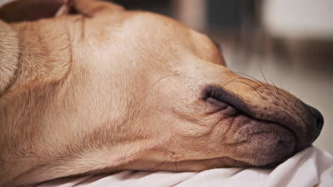 Hellbrauner-Haushund,-Der-Abends-Friedlich-Auf-Weißer-Decke-Schläft---Nahaufnahme