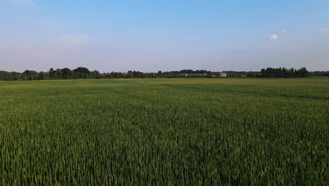 Grüne-Maisfelder-Auf-Dem-Flachen-Landwirtschaftsgebiet