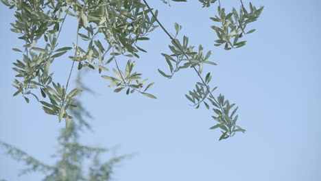 Branch-Of-Olive-Tree-With-Leaves-Against-Blue-Sky---low-angle,-static-shot