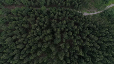 drone-fly-over-the-schwarzwald-forest-with-fir-trees-in-Baden-Württemberg-Germany
