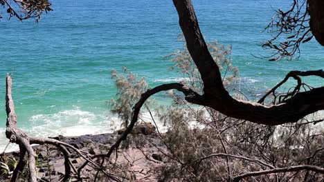 Küstenblick-Mit-Bäumen-Und-Dem-Pazifischen-Ozean