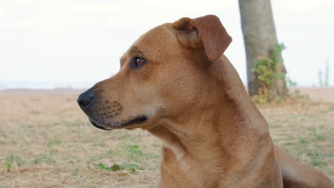 Hellbrauner-Haushund-Schaut-Sich-An-Einem-Sonnigen-Tag-Neugierig-Im-Freien-Um