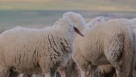 Close-up-Of-Flock-Of-Sheeps-Standing-On-The-Field-Together
