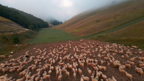 Drone-Flying-Over-Flock-of-Sheep-In-Pasture-At-Early-Morning-With-Misty-Mountains-In-Background-In-Tuscany,-Italy