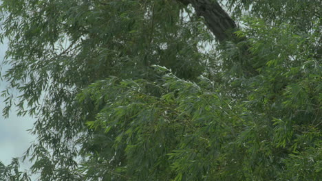 Baumblätter-Wehen-Im-Wind-Im-Park-In-Der-Nähe-Des-Flusses