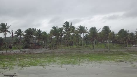 Majestic-palm-tree-forest-near-ocean-coastline-on-windy-day,-aerial-drone-shot