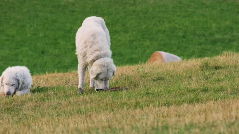 View-Of-Two-White-Maremma-Shepherds-Dogs-Eating-In-The-Meadow-In-Castelluccio,-Umbria,-Italy---static-shot