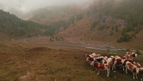 Grupo-De-Vacas-Alimentándose-De-Hierba-En-Las-Montañas-Argentera-De-Piemonte,-Italia---Toma-Aérea