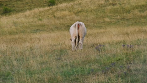 White-Cow-Grazing-In-The-Meadow-At-Sunset-In-Umbria,-Italy---back-view,-static-shot