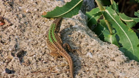 Close-Up-Of-A-Sicilian-Wall-Lizard-On-The-Rock-Basking-Under-The-Sun