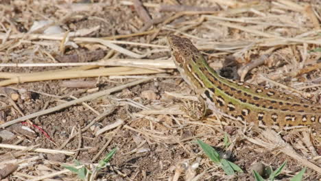 Close-Up-Of-A-Sicilian-Wall-Lizard-Relaxing-In-The-Ground-With-Dried-Grass-Under-The-Sunlight---Static-Shot