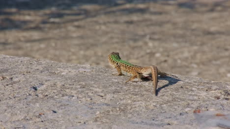 Close-Up-Of-A-Sicilian-Wall-Lizard-Pooping-On-The-Rock-Under-The-Sunlight