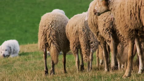 Two-Maremma-Sheepdog-Feeding-On-The-Meadow-With-A-Flock-Of-Sheep-Running