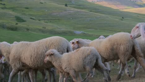 Große-Herde-Freilaufender-Schafe,-Die-Auf-Dem-Hügel-Spazieren-Gehen