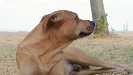 Sleepy-Brown-Male-Dog-Yawning-While-Lying-On-The-Ground
