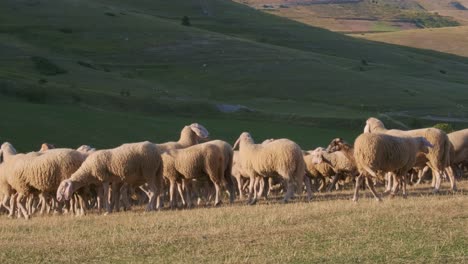 Herd-Of-Sheep-Walking-And-Grazing-In-Pasture-On-Sunny-Summer-Morning-With-Mountains-In-Background