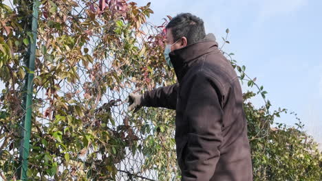 Man-In-Black-Winter-Jacket-Looking-Through-The-Garden-Net-With-Jasmine-Hedge-In-A-Nice-Blue-Sky-In-the-Background-During-Sunny-Day---Static-Shot
