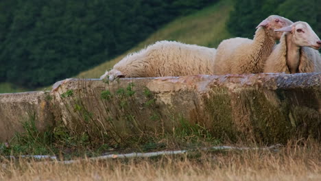 Herd-Of-Sheep-Drinking-Water-From-Trough-After-Feeding-At-The-Farm-In-Umbria,-Italy