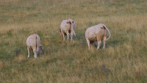 Three-Chianina-Cattle-Grazing-In-The-Fields-In-Umbria,-Italy