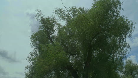 Langsamer-Schwenk-Von-Baum-Und-Wolken,-Blätter-Wehen-Im-Wind