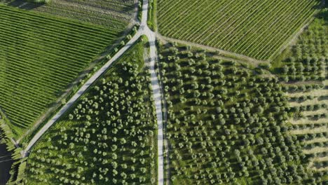 Aerial-Top-View-Of-Vineyard-And-Olive-Trees-In-Tuscany,-Italy