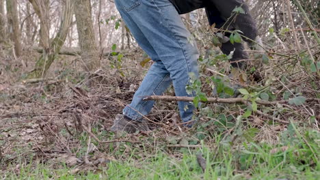 Man-In-Blue-Jeans-And-Gloves-Works-In-The-Woods-In-The-Middle-Of-The-Brambles-Clearing-The-Area-During-The-Winter---Low-Level-Shot,-Slow-Motion