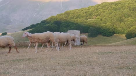Flock-Of-Free-Range-Sheep-Walking-Away-After-Drinking-From-Trough-In-The-Field