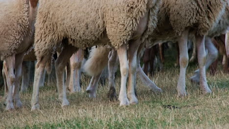 Legs-Of-Flock-Of-Sheep-Grazing-In-The-Meadow-During-Summer-In-Castelluccio,-Umbria,-Italy---close-up-shot