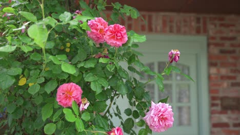Close-up-of-pink-roses-on-the-vine-wrapped-around-front-entrance-to-building-that-is-a-vacation-holiday-rental