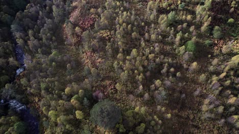 A-drone-flies-over-a-birch-forest-and-an-isolated-fragment-of-ancient-Caledonian-Scots-pine-forest-in-autumn