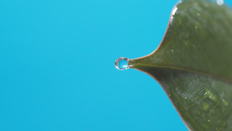 Vertical-of-Drops-of-water-drip-from-the-green-leaves-down-on-the-blue-background