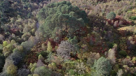 Eine-Drohne-Neigt-Sich-Langsam-Nach-Unten-Und-Steigt-Im-Herbst-Auf-Einen-Birkenwald,-Ein-Isoliertes-Fragment-Eines-Alten-Kaledonischen-Waldkiefernwaldes-Und-Einen-Fluss-Hinab