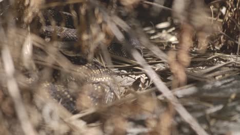 Rattlesnake-hiding-in-the-bushes,-barely-visible
