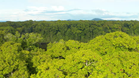 Wunderschöne-Luftaufnahme,-Die-Einen-Fluss-Enthüllt,-Der-Im-Guyana-Dschungel-Versteckt-Ist