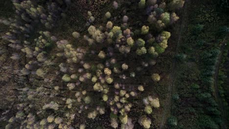 A-drone-rises-directly-above-a-forest-canopy-of-native-birch-trees-in-full-autumn-colour,-looking-driectly-down-onto-the-top-of-the-canopy