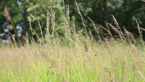 field-full-of-barley-crops-blowing-in-a-gentle-breeze-in-british-summer